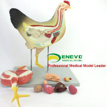 MODELO VETERINARIO AL POR MAYOR 12009 Medical Anatomical 8 Parts Chicken Model